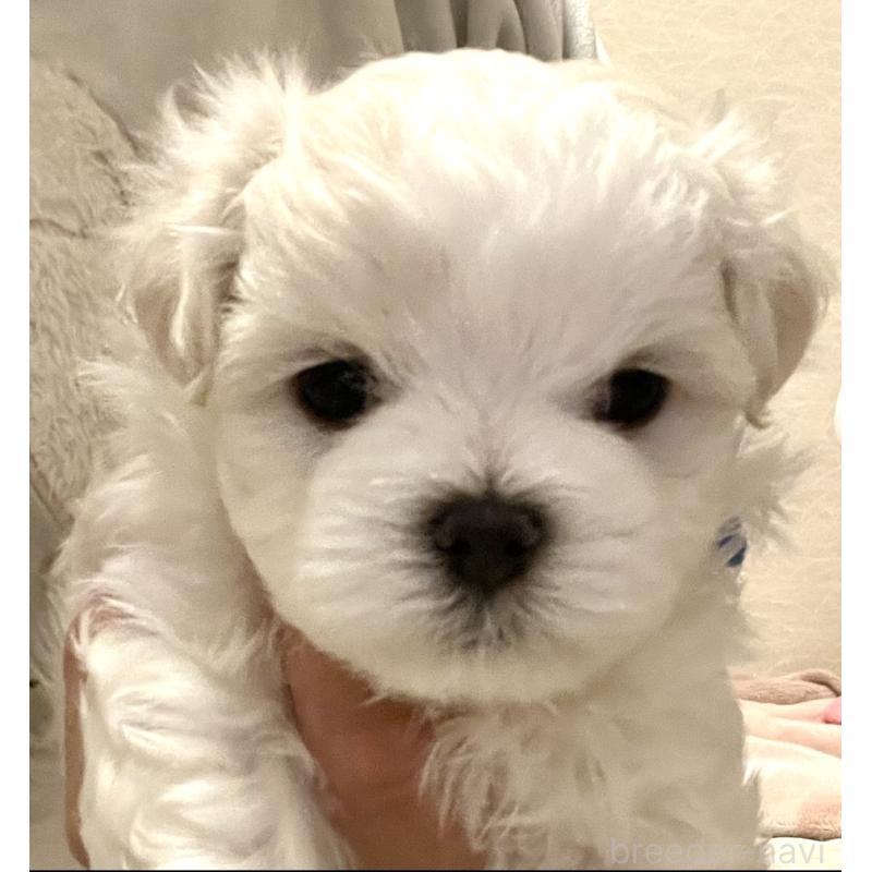 販売中の滋賀県のマルチーズ-430675の77枚目