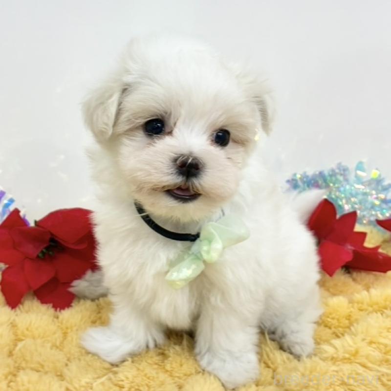 販売中の岐阜県のマルチーズ-435676の1枚目