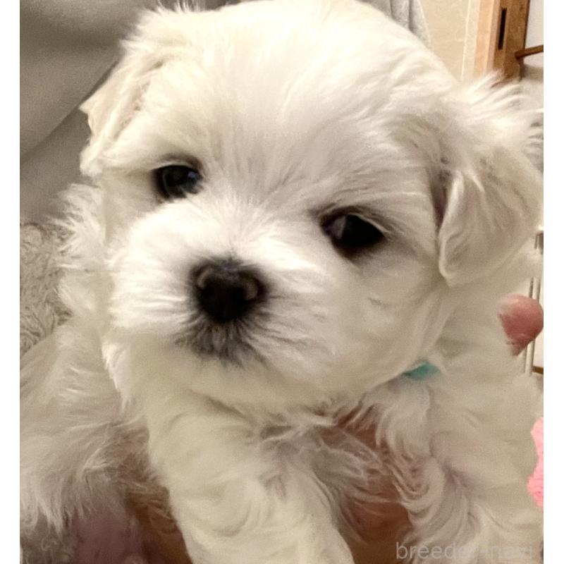 商談中の滋賀県のマルチーズ-430679の48枚目