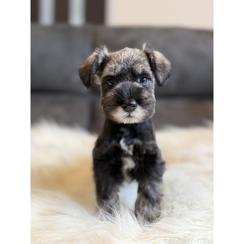 商談中の千葉県のミニチュアシュナウザー-435677の6枚目