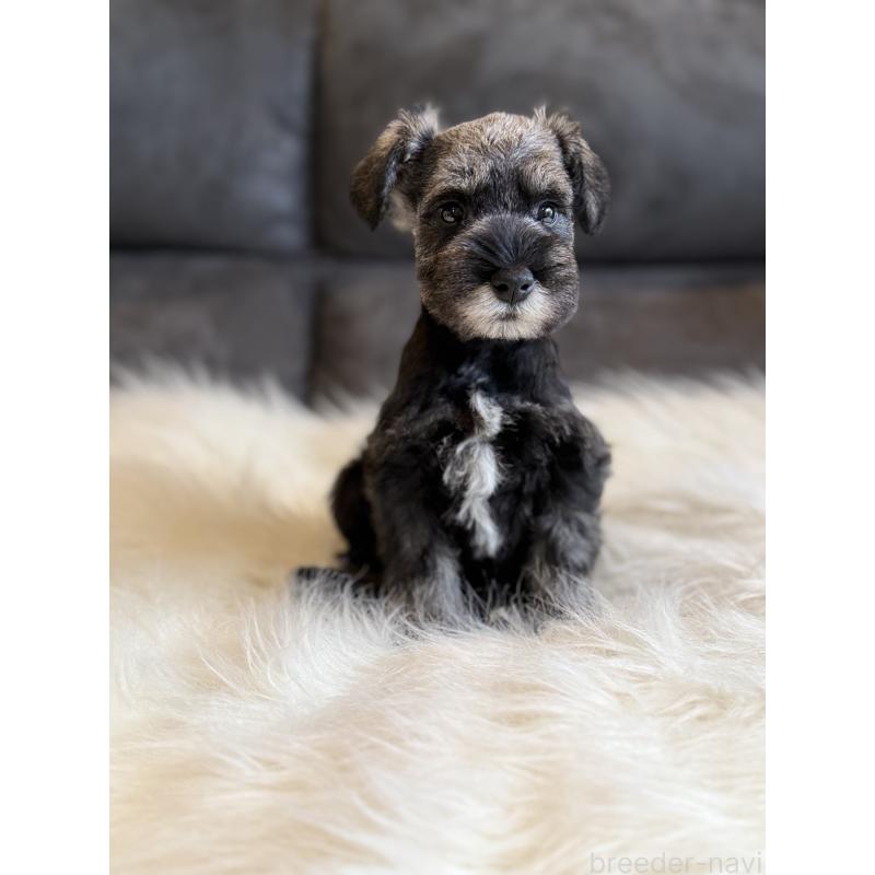 商談中の千葉県のミニチュアシュナウザー-435677の3枚目