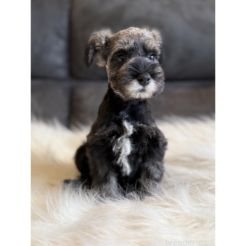 商談中の千葉県のミニチュアシュナウザー-435677の2枚目