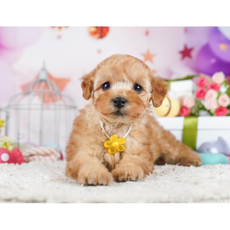 販売中の東京都のトイプードル-435678