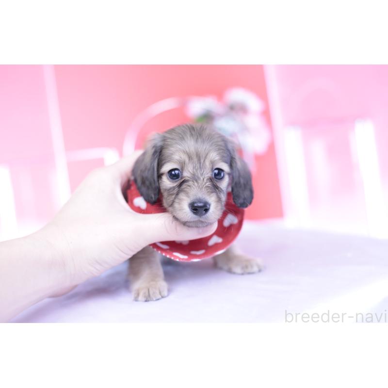 販売中の愛知県のカニンヘンダックスフンド(ロングヘアード)-435679の10枚目