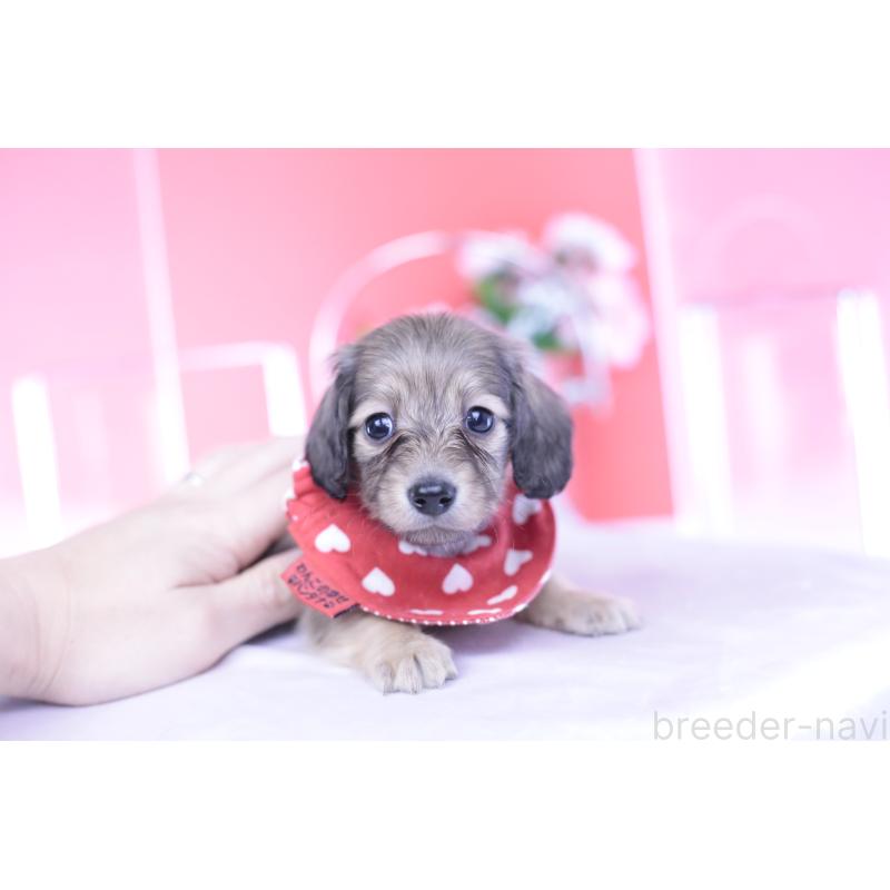 販売中の愛知県のカニンヘンダックスフンド(ロングヘアード)-435679の9枚目