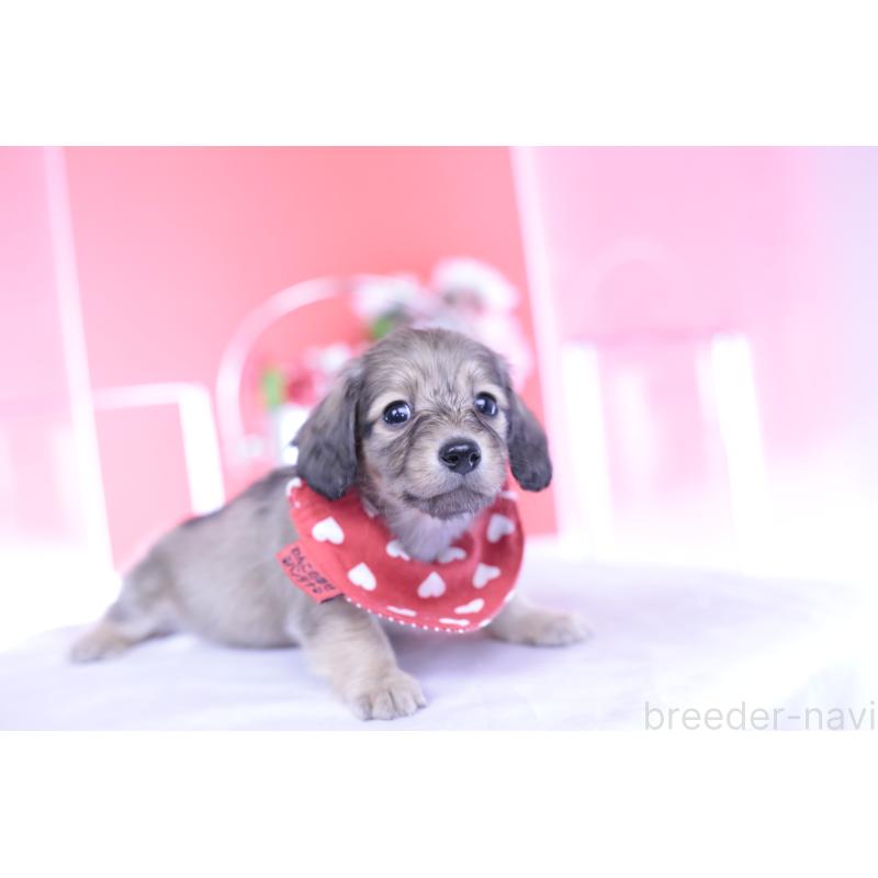 販売中の愛知県のカニンヘンダックスフンド(ロングヘアード)-435679の8枚目