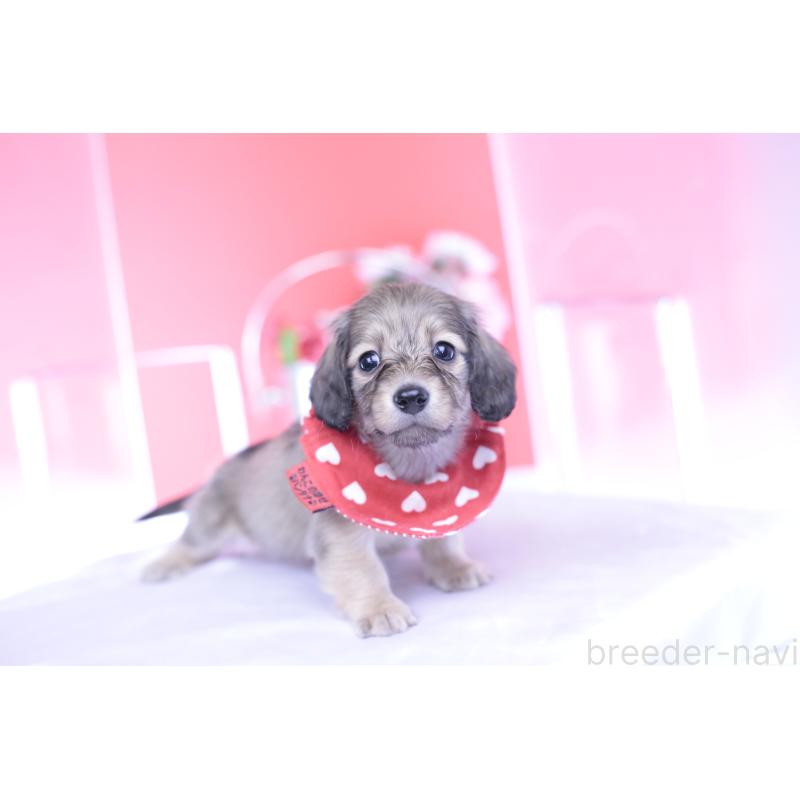 販売中の愛知県のカニンヘンダックスフンド(ロングヘアード)-435679の7枚目