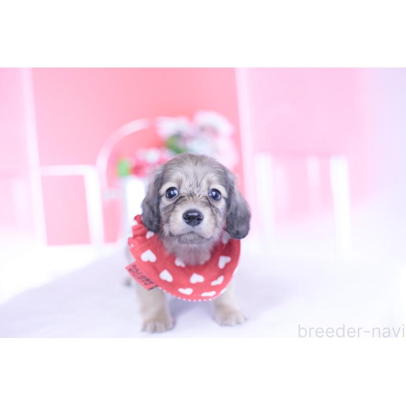 販売中の愛知県のカニンヘンダックスフンド(ロングヘアード)-435679の6枚目