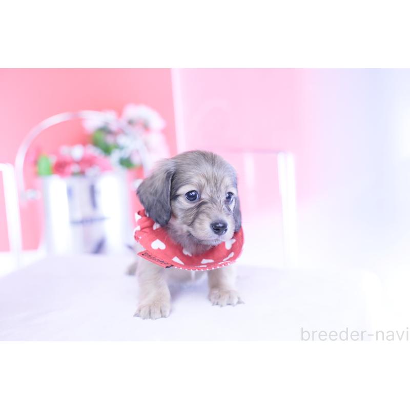 販売中の愛知県のカニンヘンダックスフンド(ロングヘアード)-435679の5枚目