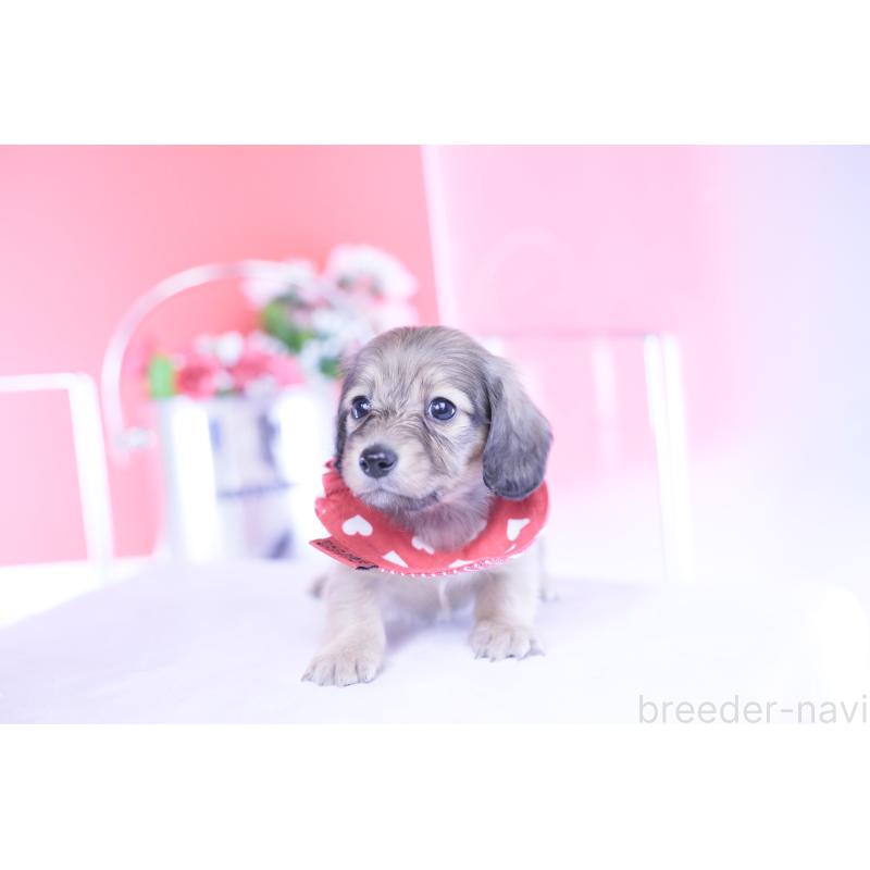 販売中の愛知県のカニンヘンダックスフンド(ロングヘアード)-435679の4枚目