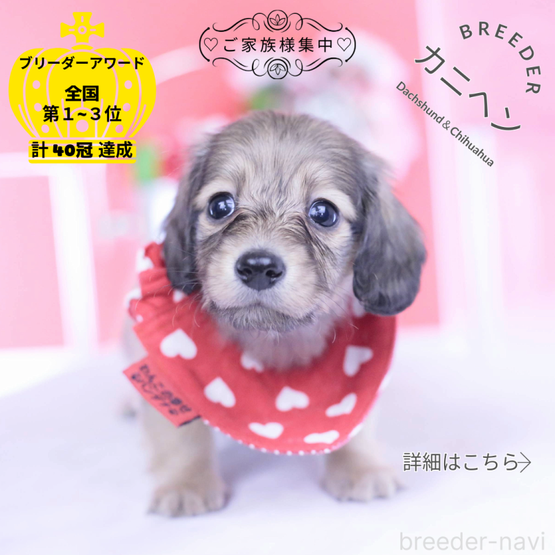 販売中の愛知県のカニンヘンダックスフンド(ロングヘアード)-435679の1枚目