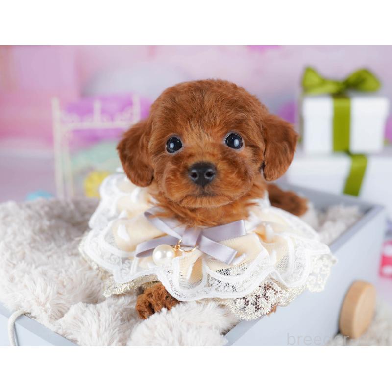 販売中の東京都のトイプードル-435680