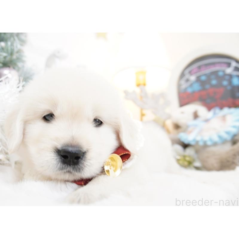 販売中の大阪府のゴールデンレトリーバー-435681の11枚目