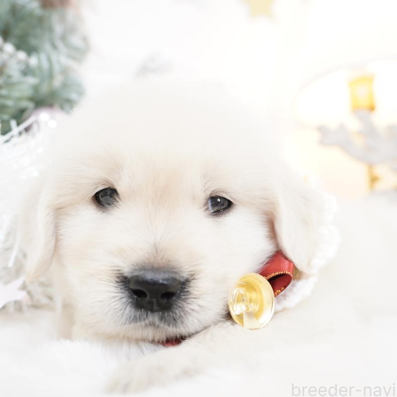 販売中の大阪府のゴールデンレトリーバー-435681の10枚目