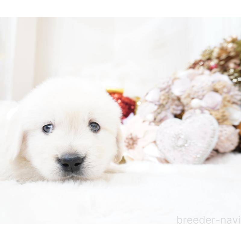 販売中の大阪府のゴールデンレトリーバー-435681の8枚目