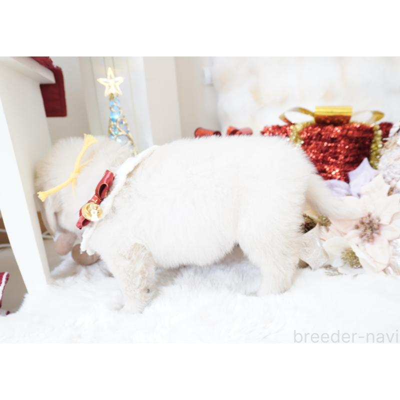 販売中の大阪府のゴールデンレトリーバー-435681の6枚目