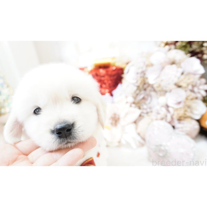 販売中の大阪府のゴールデンレトリーバー-435681の5枚目