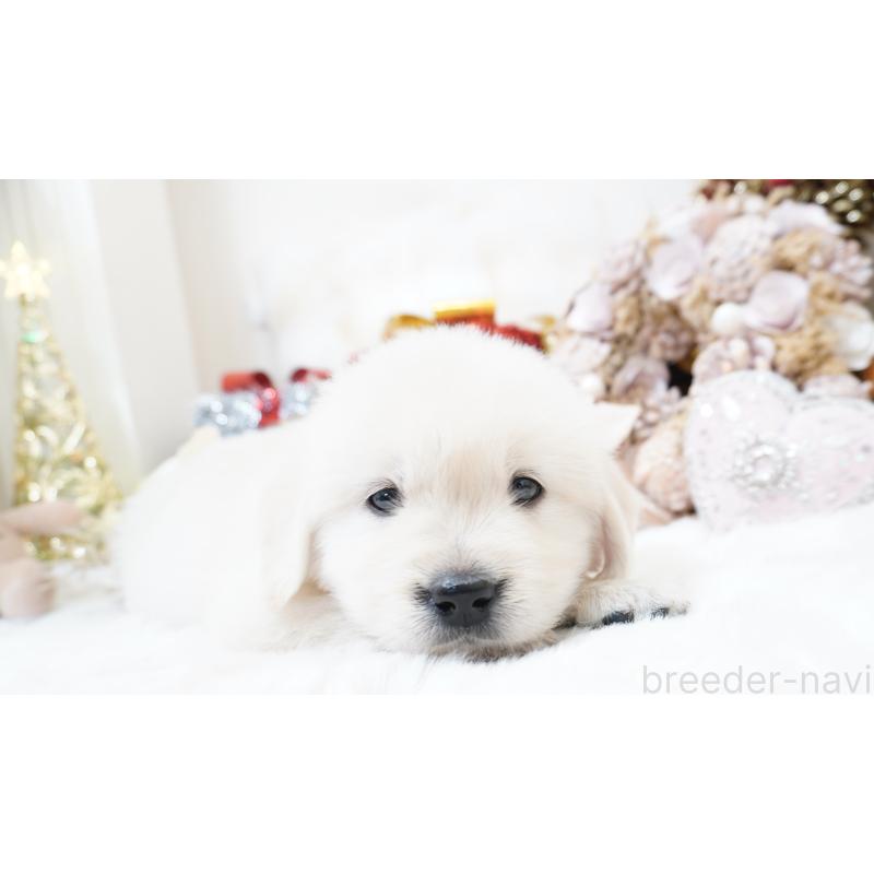 販売中の大阪府のゴールデンレトリーバー-435681の4枚目