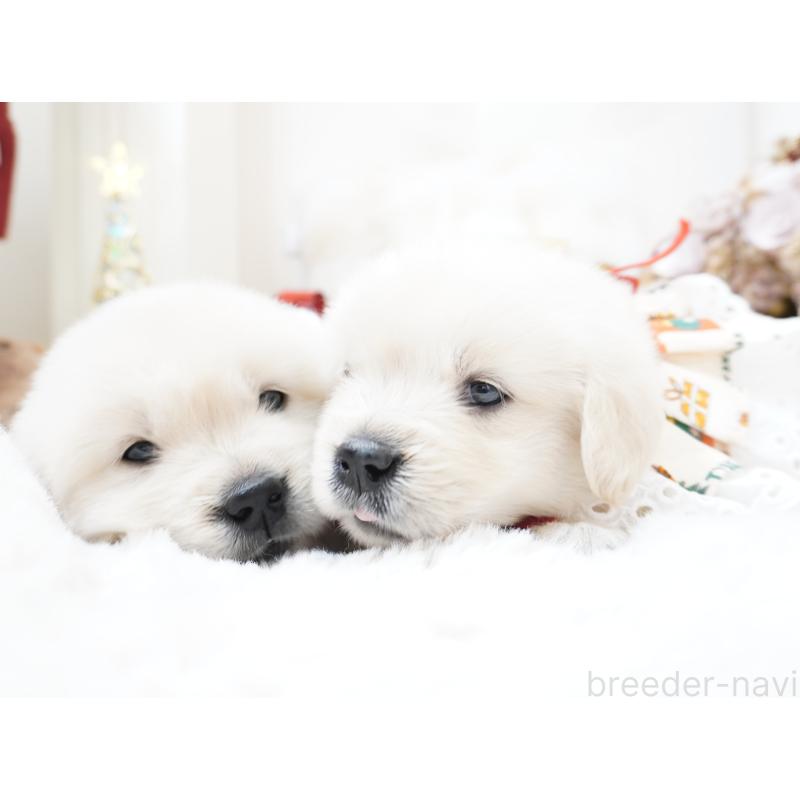 販売中の大阪府のゴールデンレトリーバー-435681の3枚目