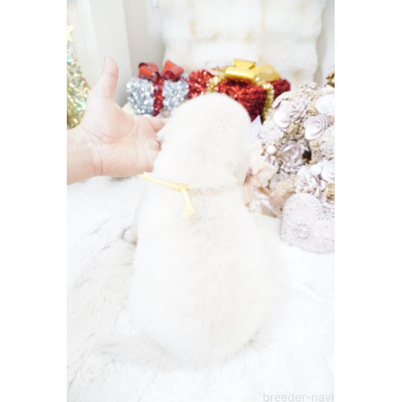 販売中の大阪府のゴールデンレトリーバー-435681の2枚目