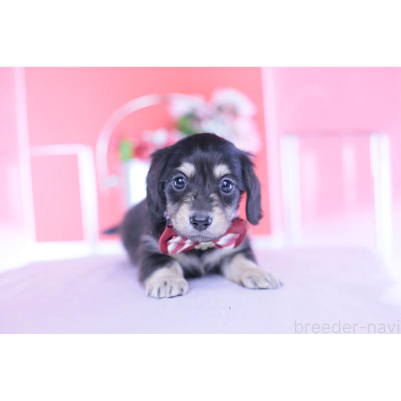 販売中の愛知県のカニンヘンダックスフンド(ロングヘアード)-435682の11枚目