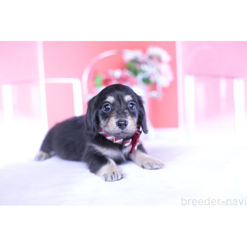 販売中の愛知県のカニンヘンダックスフンド(ロングヘアード)-435682の10枚目