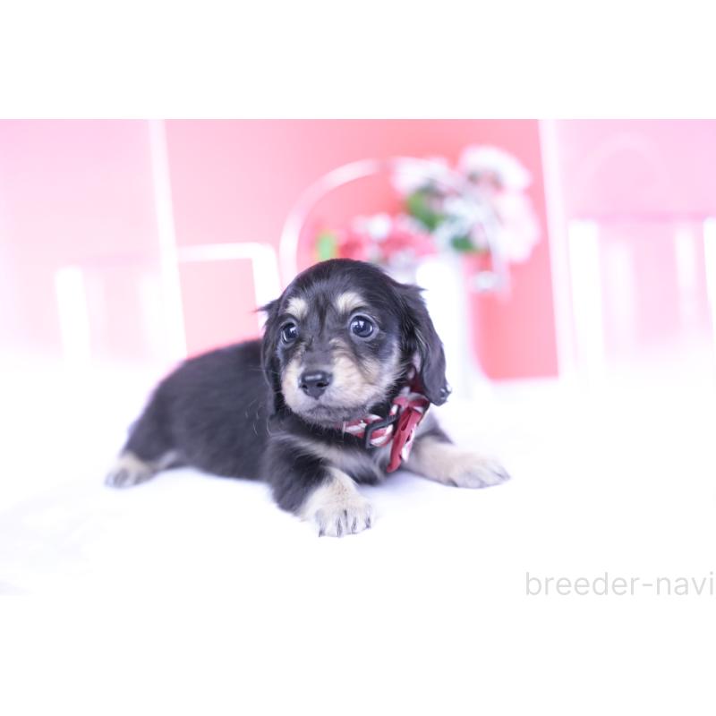 販売中の愛知県のカニンヘンダックスフンド(ロングヘアード)-435682の9枚目