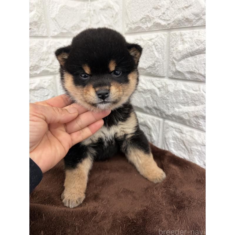 販売中の熊本県の豆柴-435684の2枚目