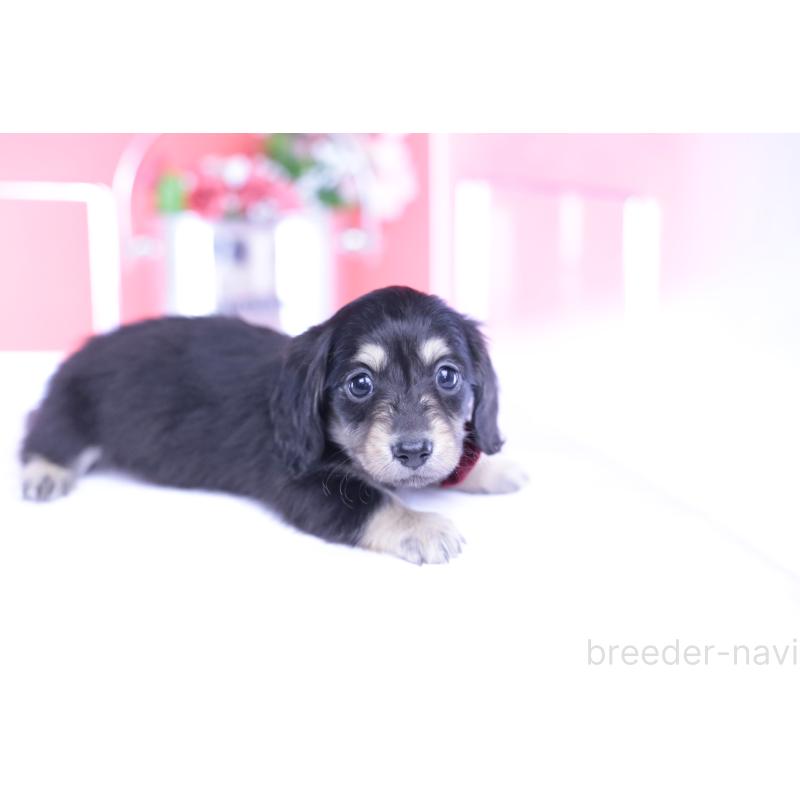 販売中の愛知県のカニンヘンダックスフンド(ロングヘアード)-435682の6枚目