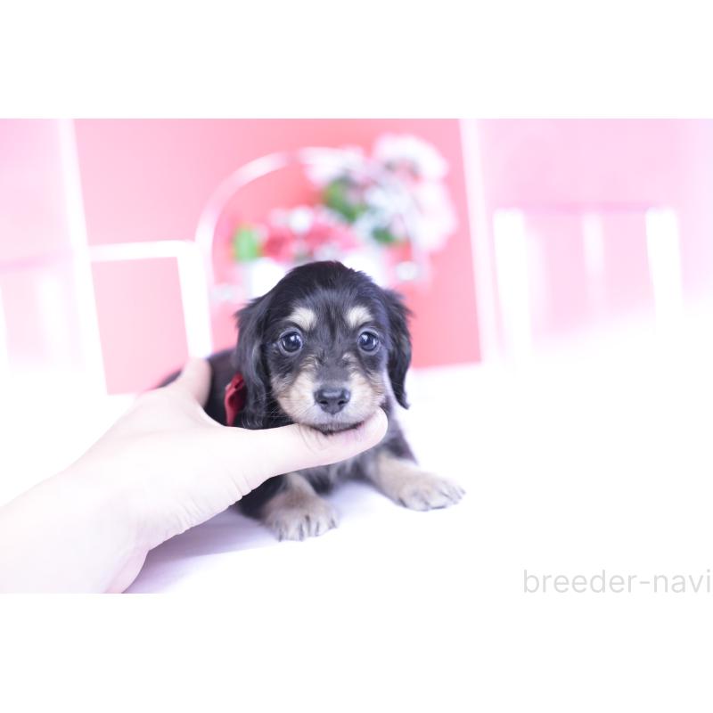 販売中の愛知県のカニンヘンダックスフンド(ロングヘアード)-435682の5枚目