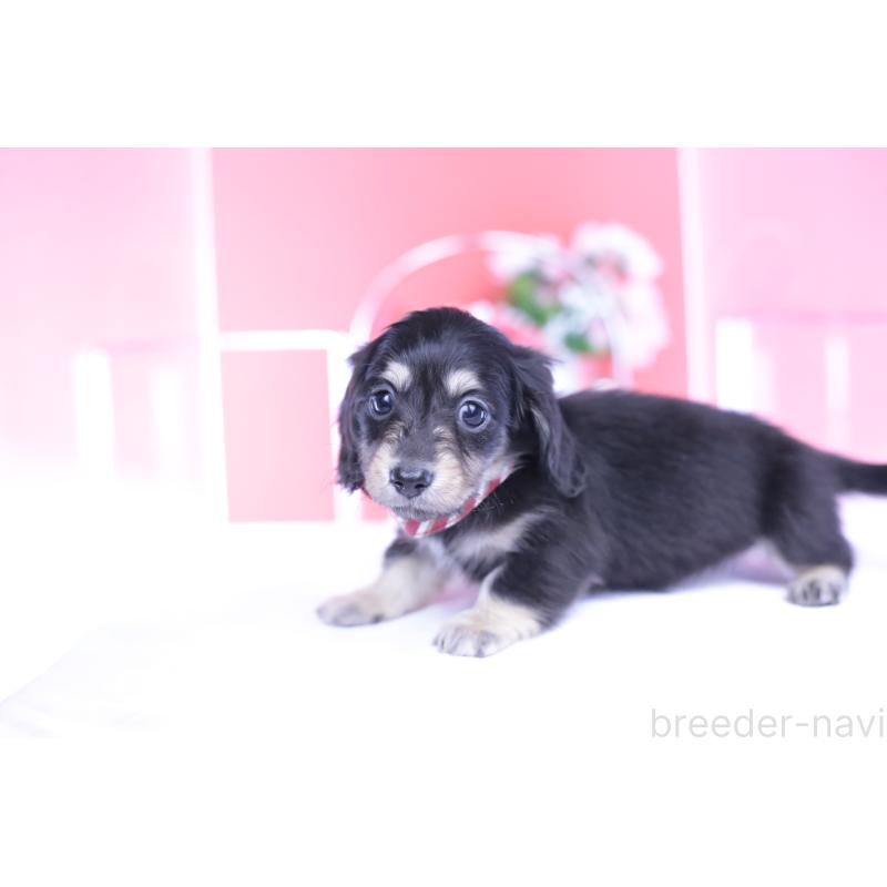 販売中の愛知県のカニンヘンダックスフンド(ロングヘアード)-435682の4枚目