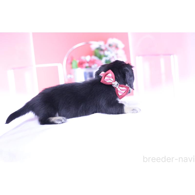 販売中の愛知県のカニンヘンダックスフンド(ロングヘアード)-435682の2枚目