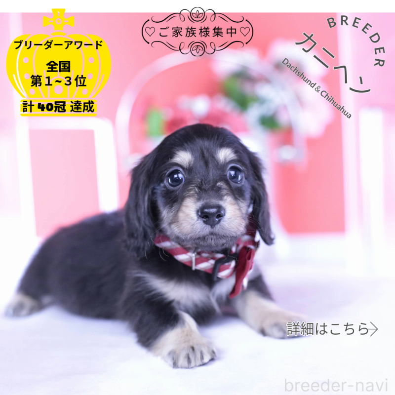 販売中の愛知県のカニンヘンダックスフンド(ロングヘアード)-435682