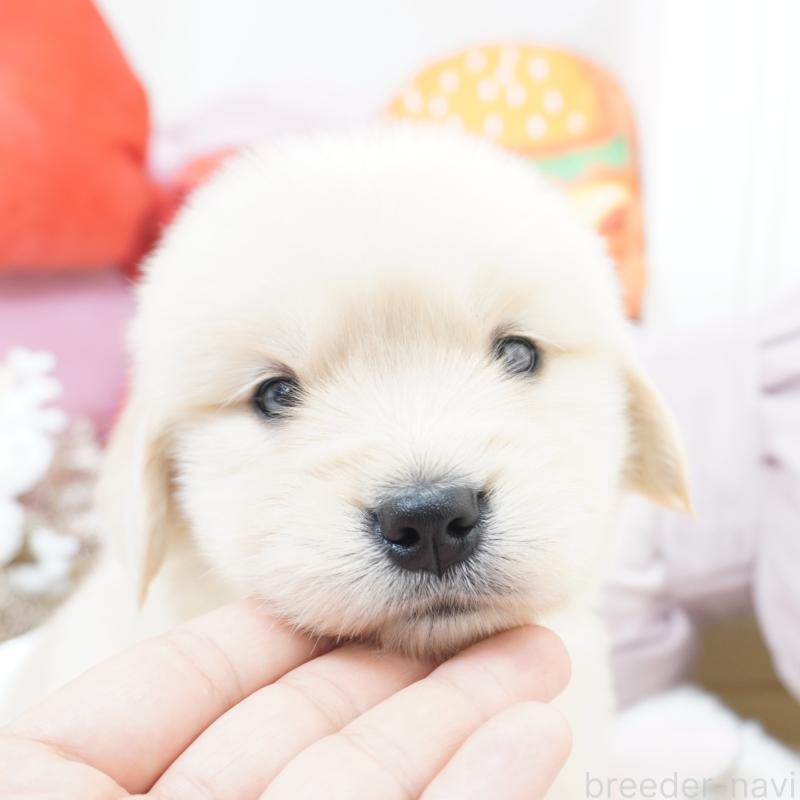 販売中の大阪府のゴールデンレトリーバー-435683