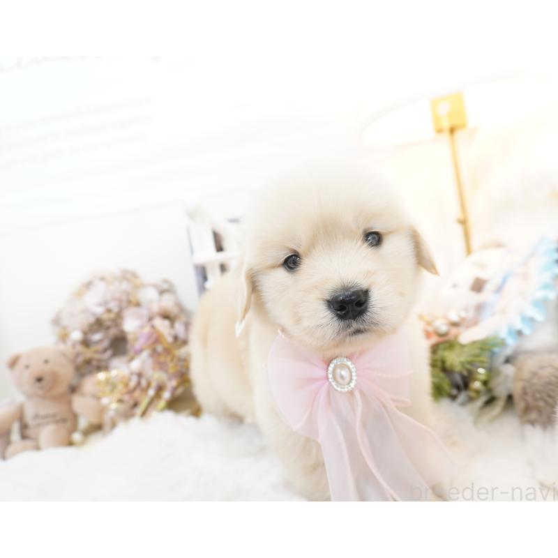 販売中の大阪府のゴールデンレトリーバー-435683の12枚目