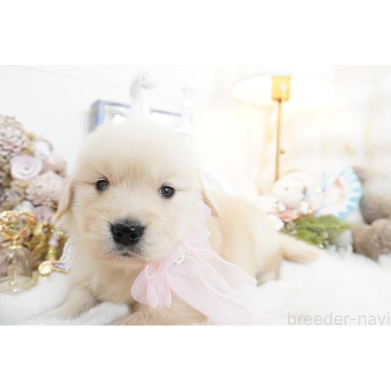 販売中の大阪府のゴールデンレトリーバー-435683の10枚目