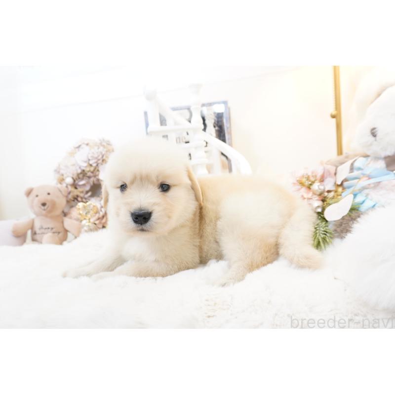 販売中の大阪府のゴールデンレトリーバー-435683の8枚目