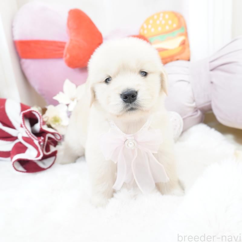 販売中の大阪府のゴールデンレトリーバー-435683の7枚目