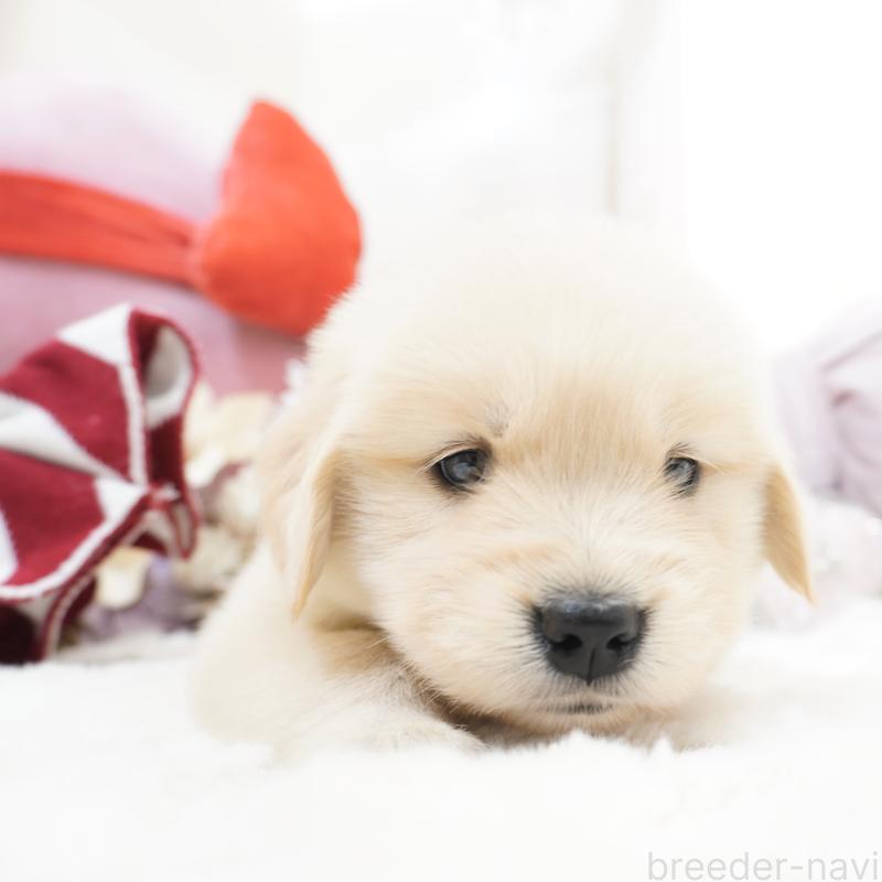 販売中の大阪府のゴールデンレトリーバー-435683の3枚目