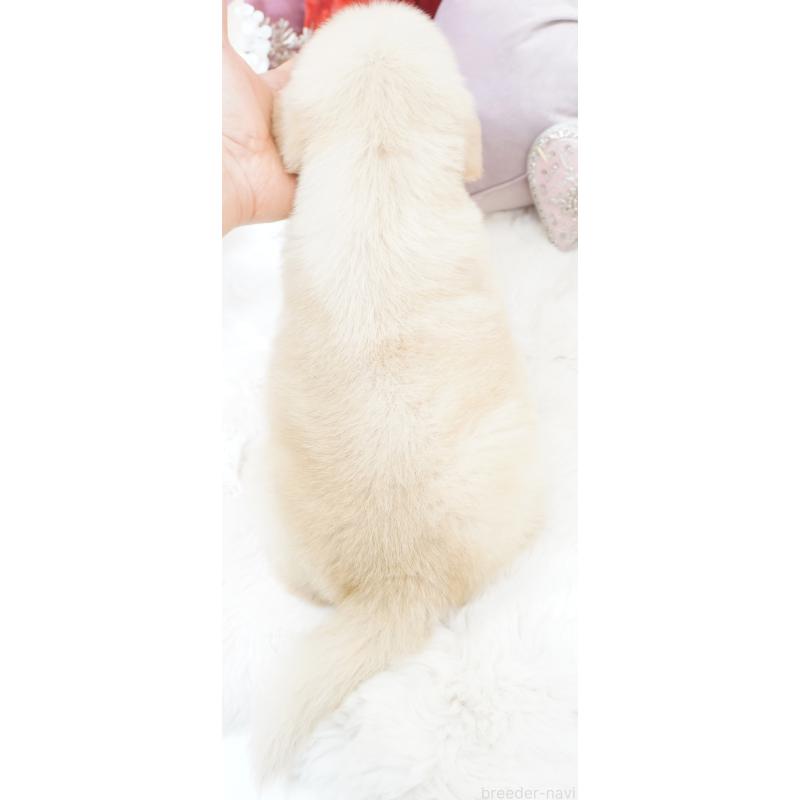 販売中の大阪府のゴールデンレトリーバー-435683の2枚目