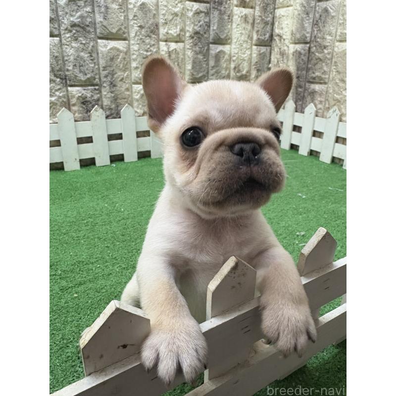 販売中の大阪府のフレンチブルドッグ-435685の1枚目