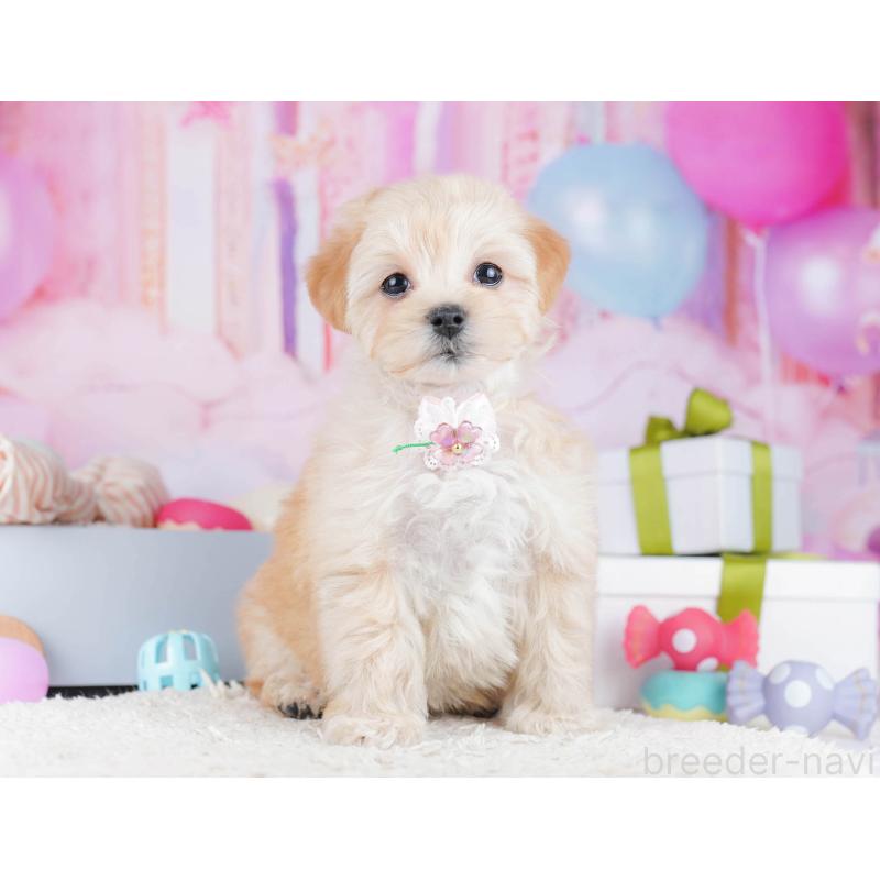 販売中の東京都のマルプー:マルチーズ×トイプードル-435690