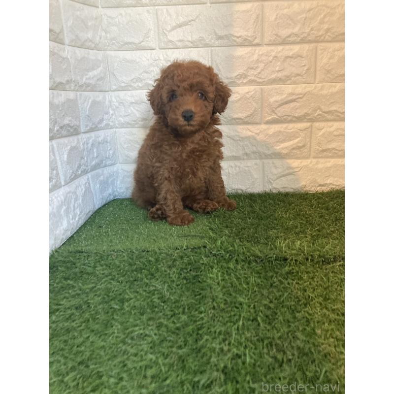 販売中の東京都のタイニープードル-435691の9枚目