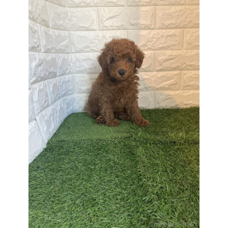 販売中の東京都のタイニープードル-435691の8枚目