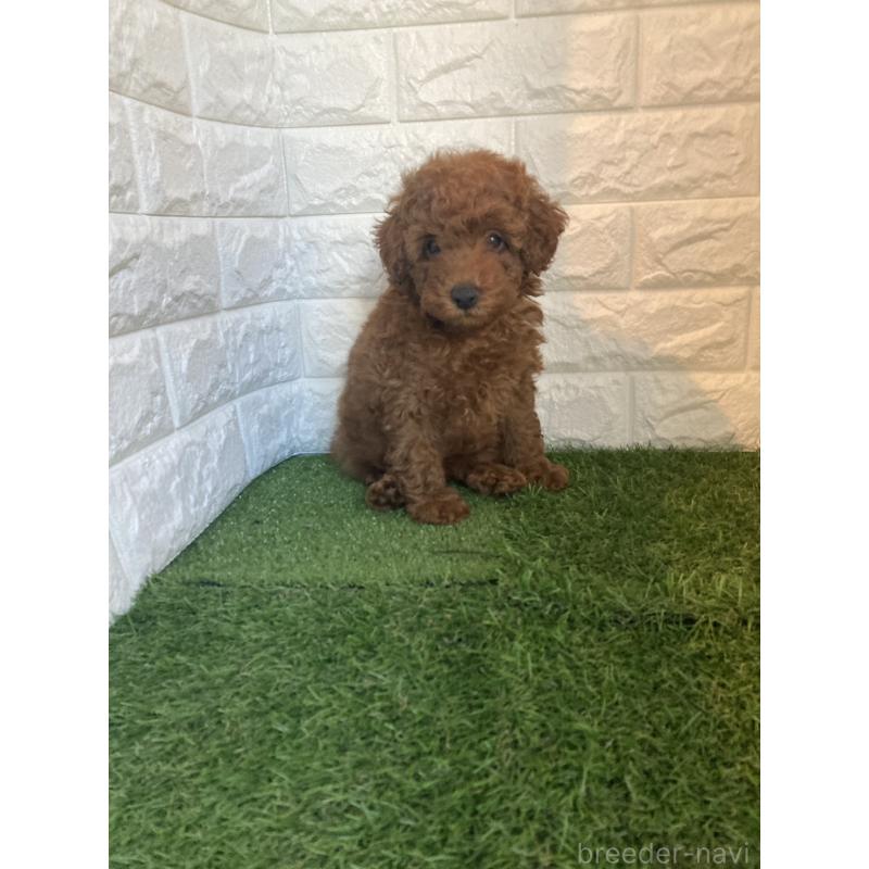 販売中の東京都のタイニープードル-435691の7枚目