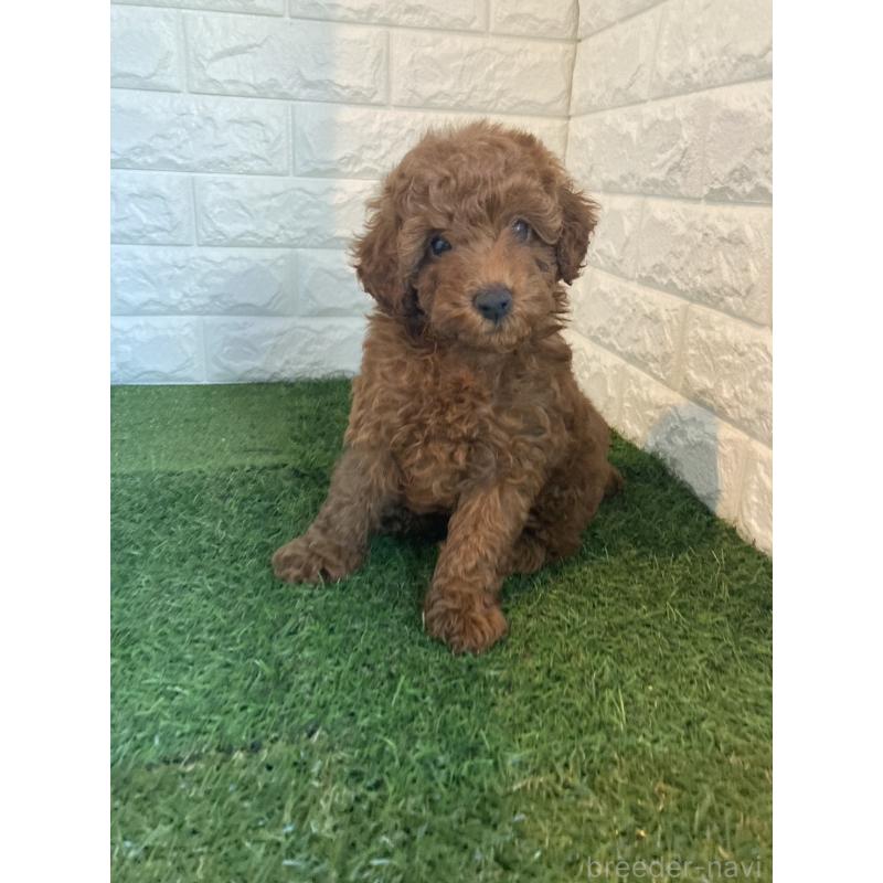 販売中の東京都のタイニープードル-435691の6枚目