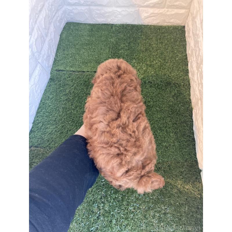 販売中の東京都のタイニープードル-435691の5枚目