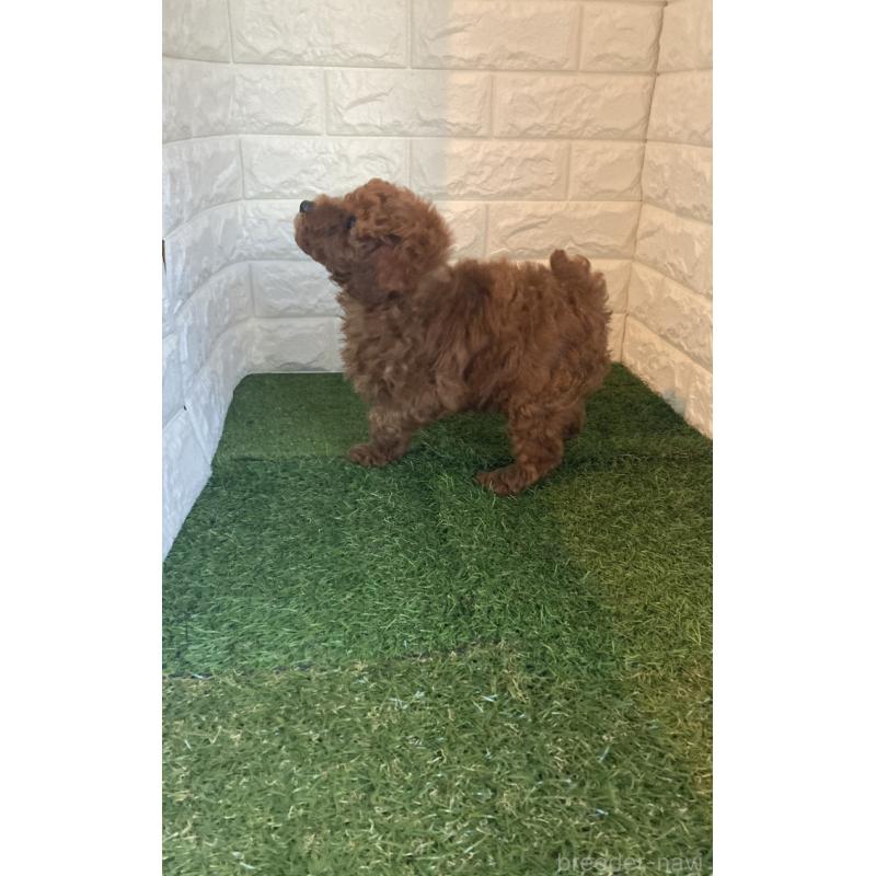 販売中の東京都のタイニープードル-435691の4枚目