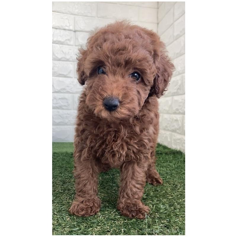 販売中の東京都のタイニープードル-435691の3枚目