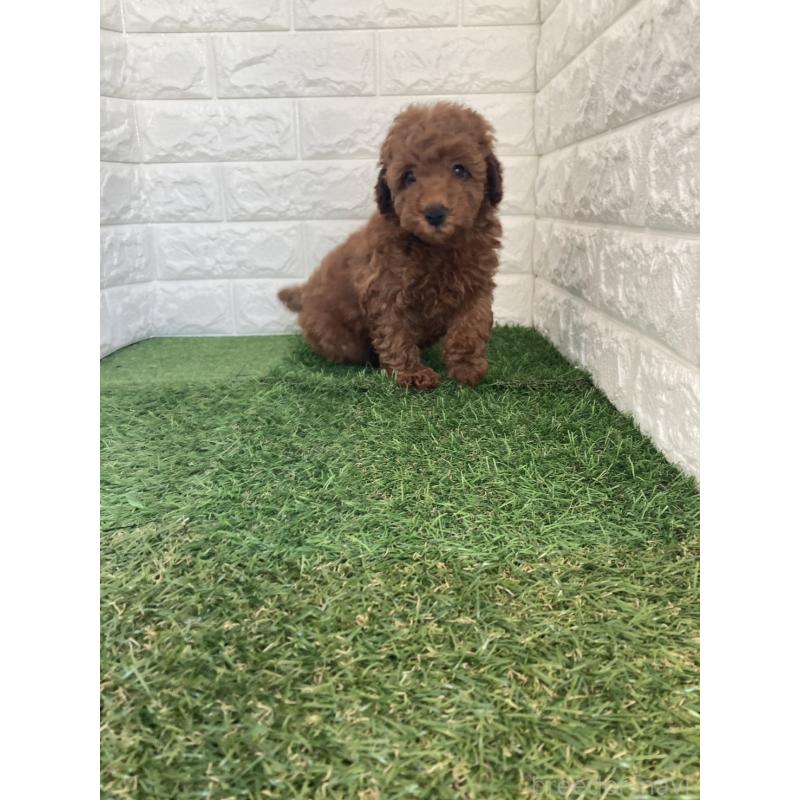 販売中の東京都のタイニープードル-435691の2枚目